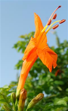 Tecomaria capensis
